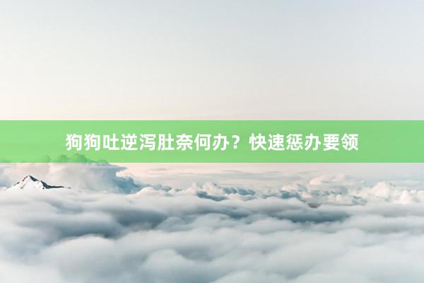 狗狗吐逆泻肚奈何办？快速惩办要领